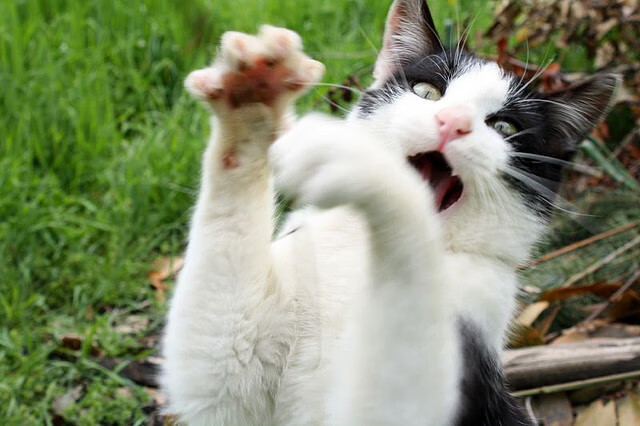 【规则演变】台球新规对运动员战术布局的影响分析，台球规则知乎