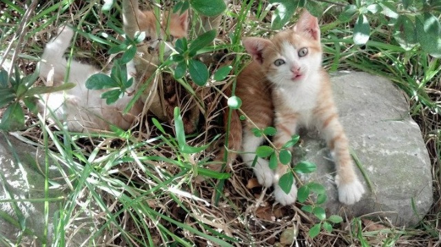 爱游戏娱乐网址-世界联动：NBA与全球篮球文化的交融，nba和篮球